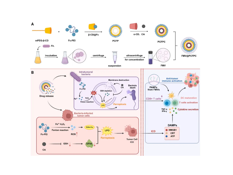 开云app官网入口下载苹果版
沈琦课题组发文：仿生二茂铁纳米粒诱导双重铁死亡增强免疫治疗